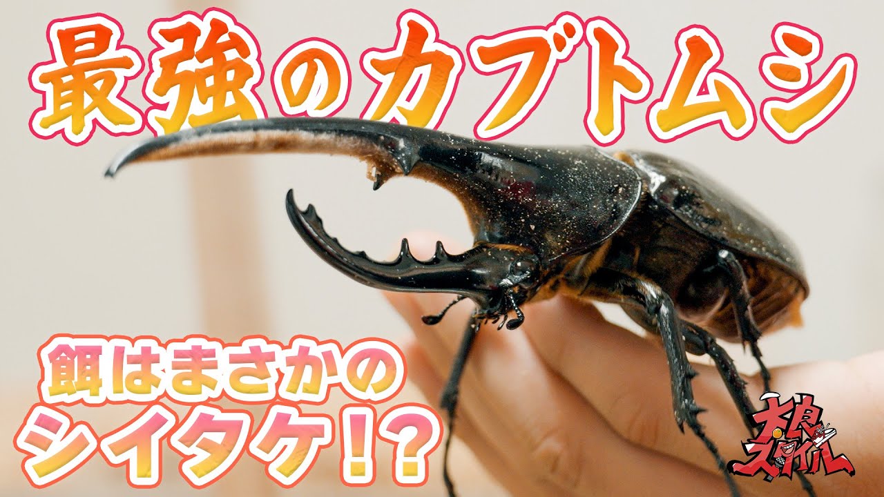 珍クワガタ×ヘラクレス×しいたけの土!? 昆虫博士が語る最強カブトムシの育て方！