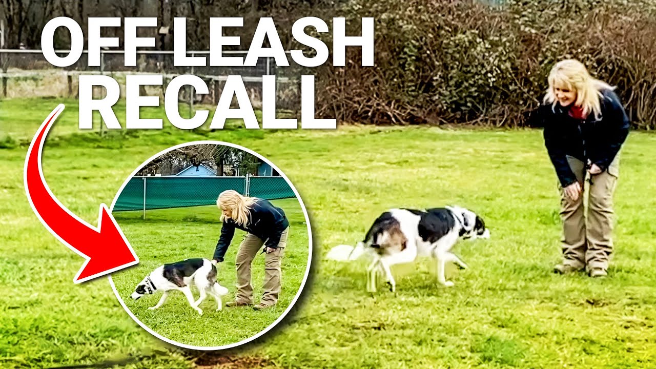 How to Train ANY Dog to Listen Off Leash (For Beginners)