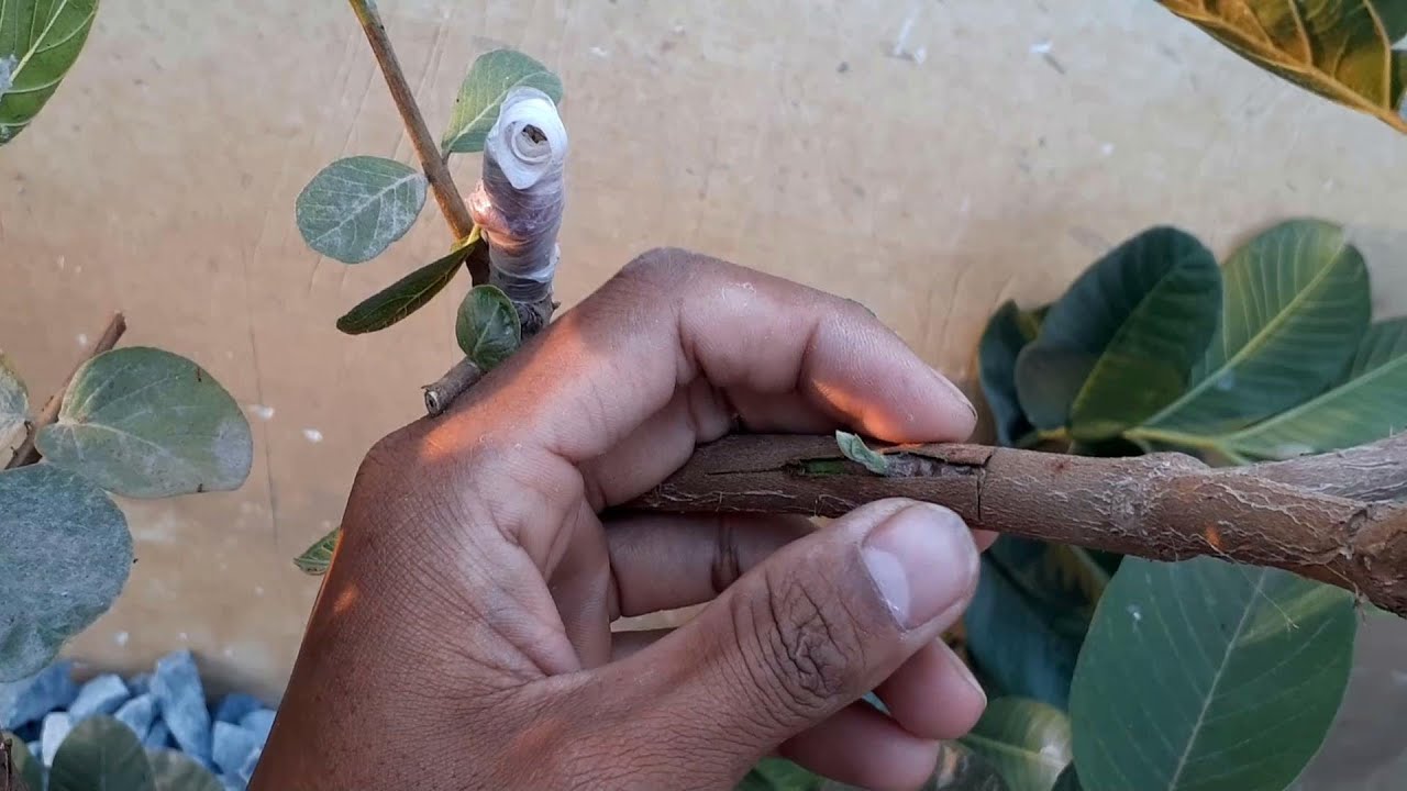 The  most effective method to Graft a Guava Tree in Pot With Step by Step in Apple Ber Nursery.