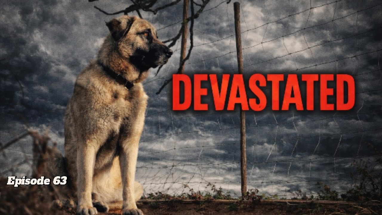 Devastating news about Daisy our beloved Estrela dog 