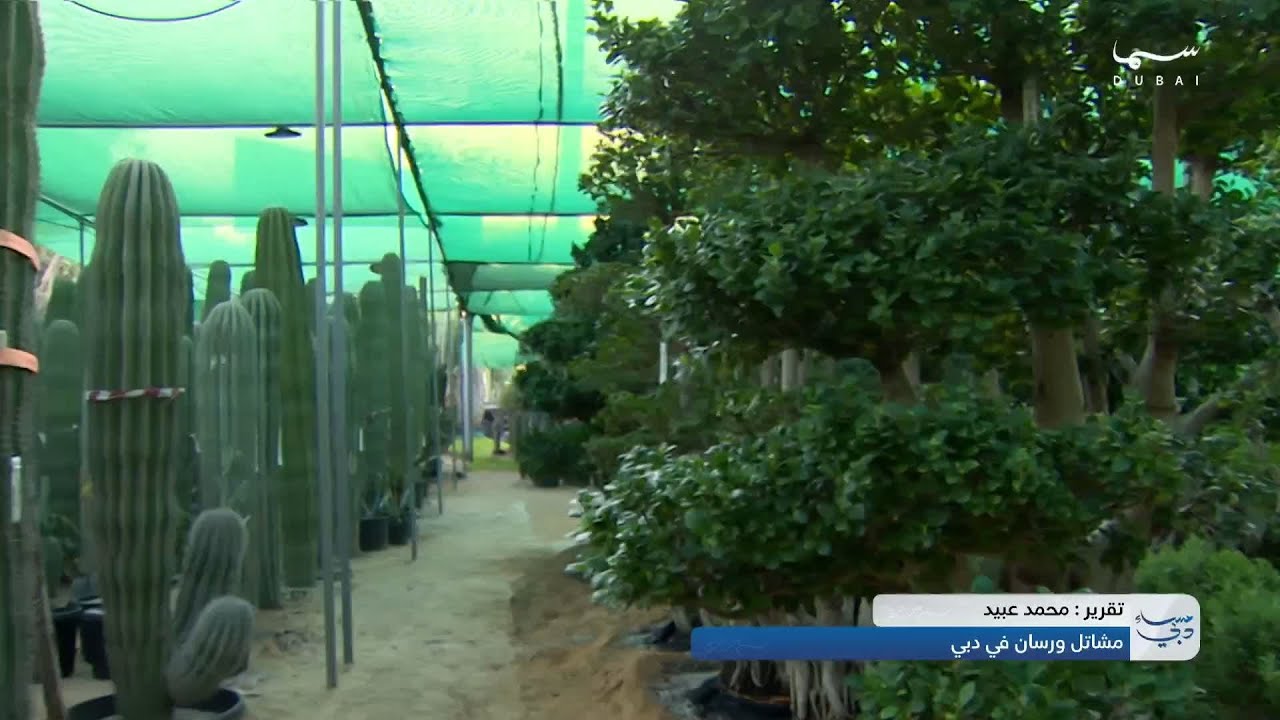 مشاتل ورسان في دبي