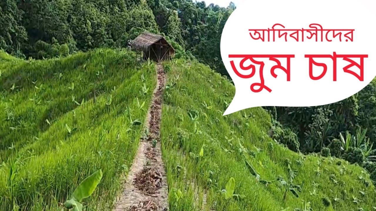 পাহাড়ি আদিবাসীদের জুম চাষ।