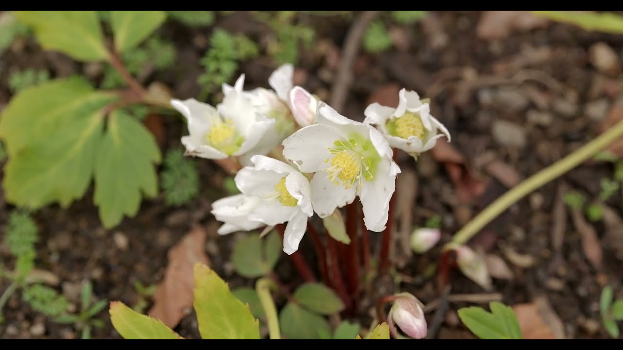 Frühling im botanischen Garten.