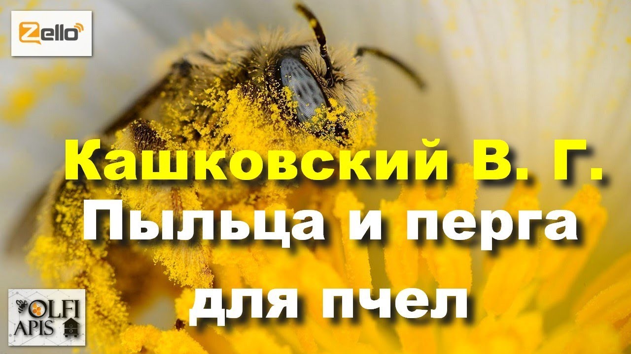 #Кашковский В. Г. Пыльца и перга для пчел.