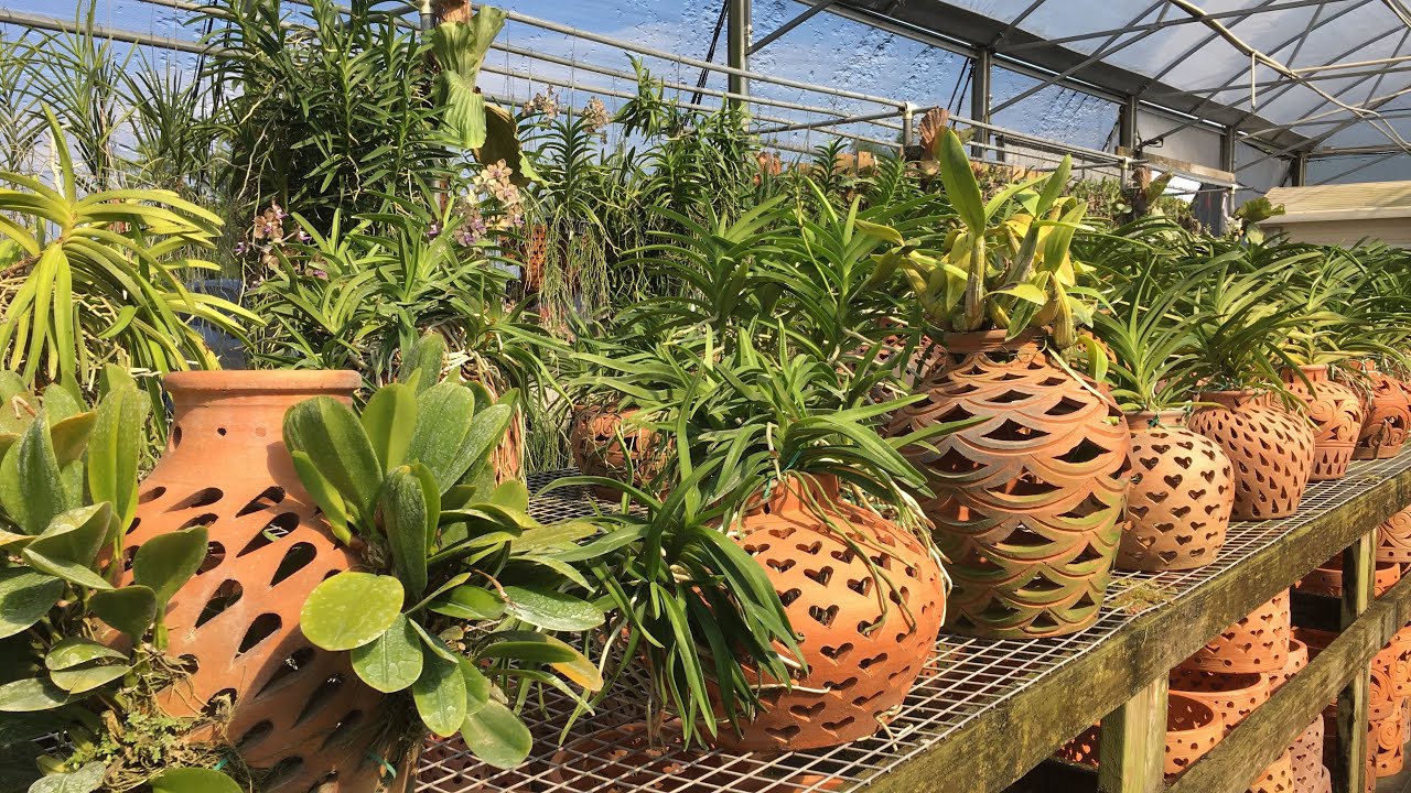 HOLY POTS BATMAN!!! BANJONG NURSERY TOUR/Gorgeous Orchids, Creative Containers & Pots