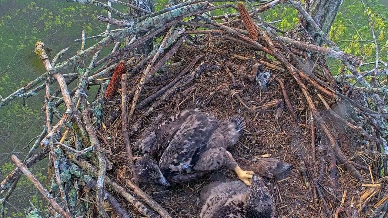 EP#409 #baldeagle Review birds in nest with nature #birdslovers #birdsounds #birdsnest #wildbirds
