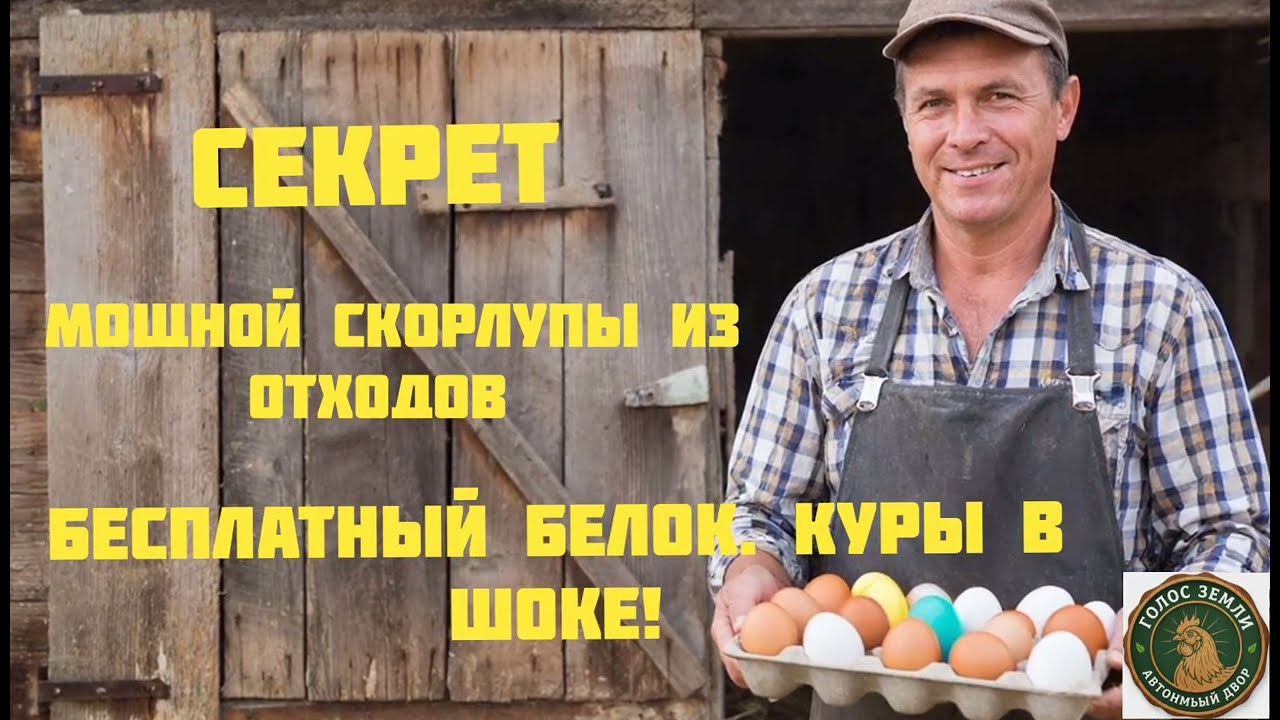 Почему куры  клюют яйца   Дайте им этот бесплатный