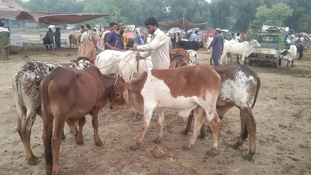 BAHAWALPOR CATTLE MARKET LATEST PRICE UPDATE || Zero Size Claves Price In Pakistan || Bachra Farming