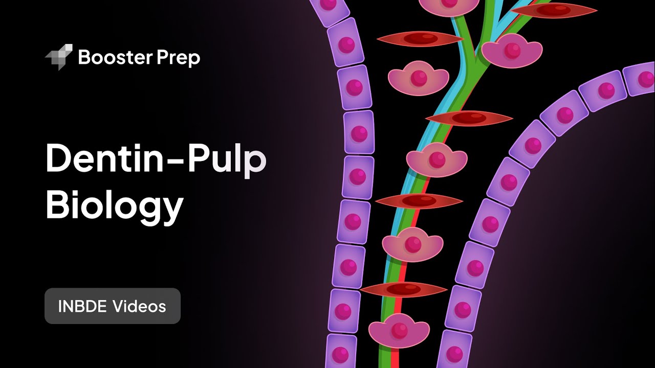 Endodontics | Dentin Pulp Biology | INBDE, NDEB, ADAT