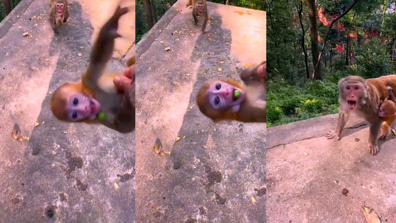 Monkey Gets Angry When Someone Touches Her Baby