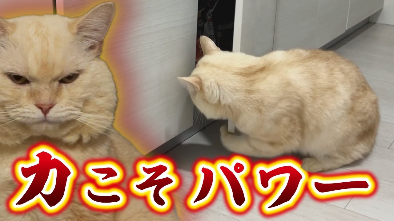 【新技】パワー系ボス猫が自慢の腕力を活かし新たな特技を披露