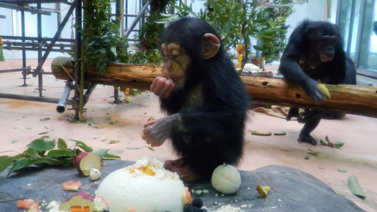 すべてはチンパンジーの為に、レンのクリスマスパーティー（Ren's Christmas party）　熊本市動植物園　チンパンジー　202312