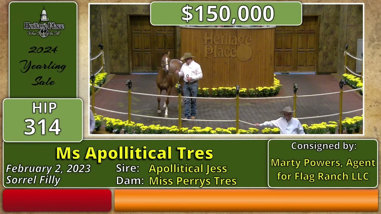 2024 Heritage Place Quarter Horse Yearling Sale Day Two, Hip #314, $235,000, Ms Apollitical Tres