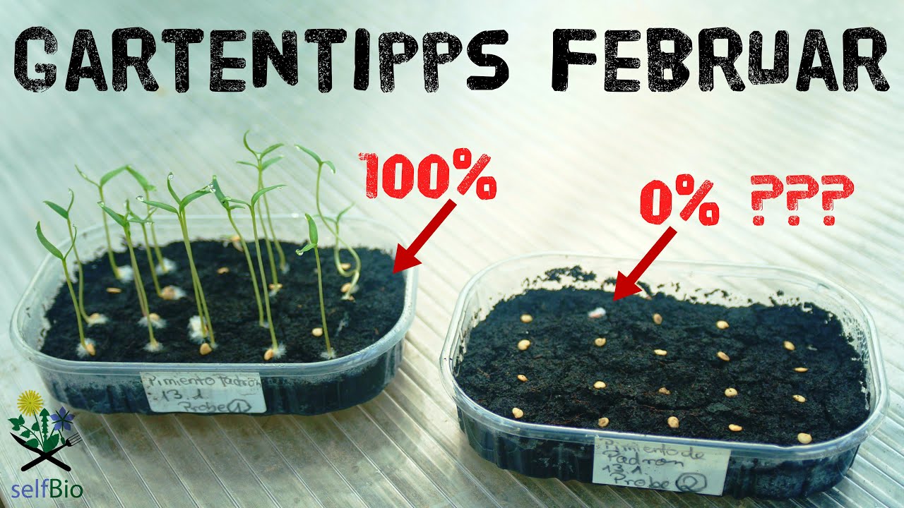 Gartentipps Februar - Knoblauch, Aussaaten, Erdbeeren, Spargel - Tipps für Selbstversorger