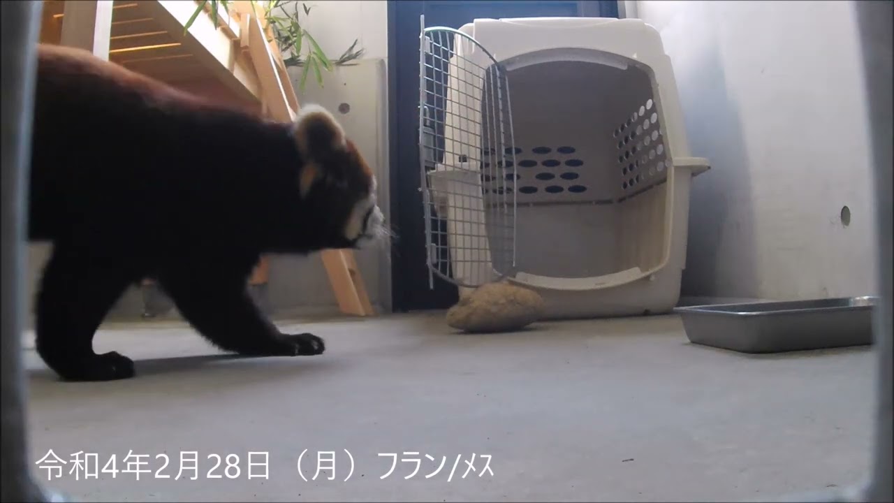 ２月28日レッサーパンダ到着「ライム・フラン」【桐生が岡動物園】