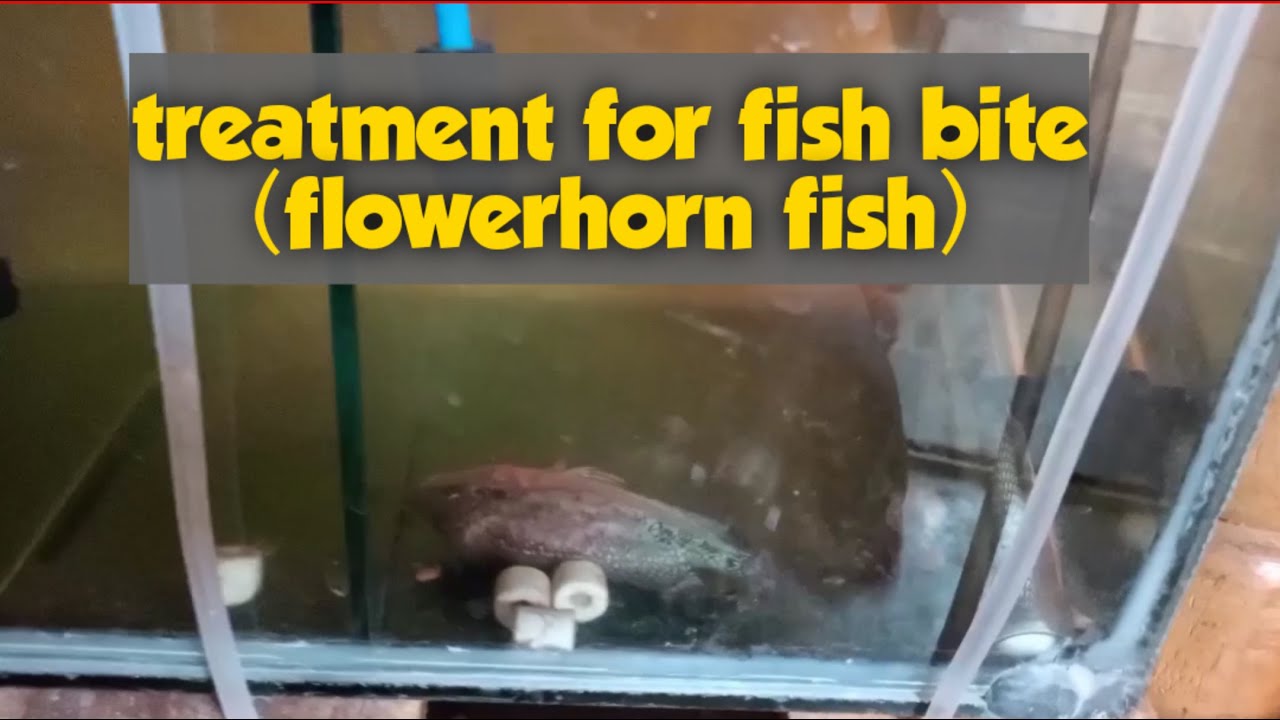 how to cure wounded  flowerhorn fish |fish disease treament|Aquapets & farm