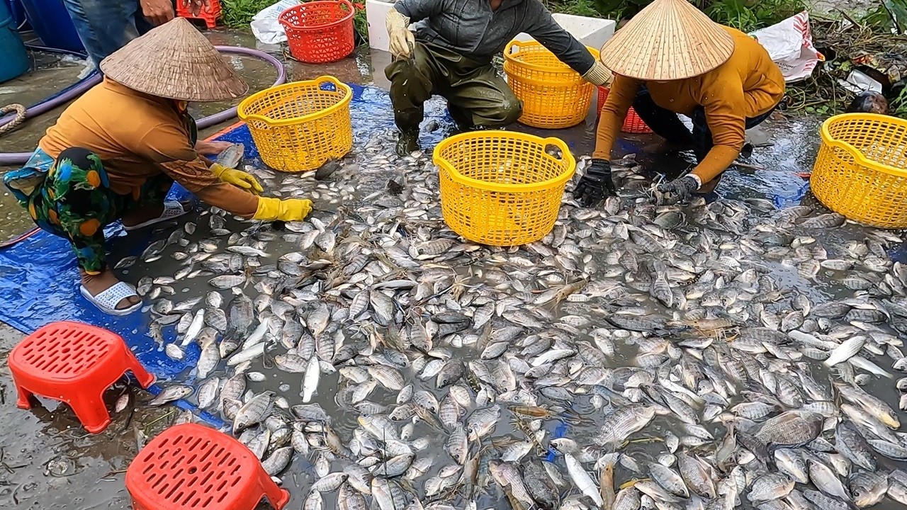Live | Mò Tôm Càng Xanh, Kích Cá Khổng Lồ | Fishing Crayfish