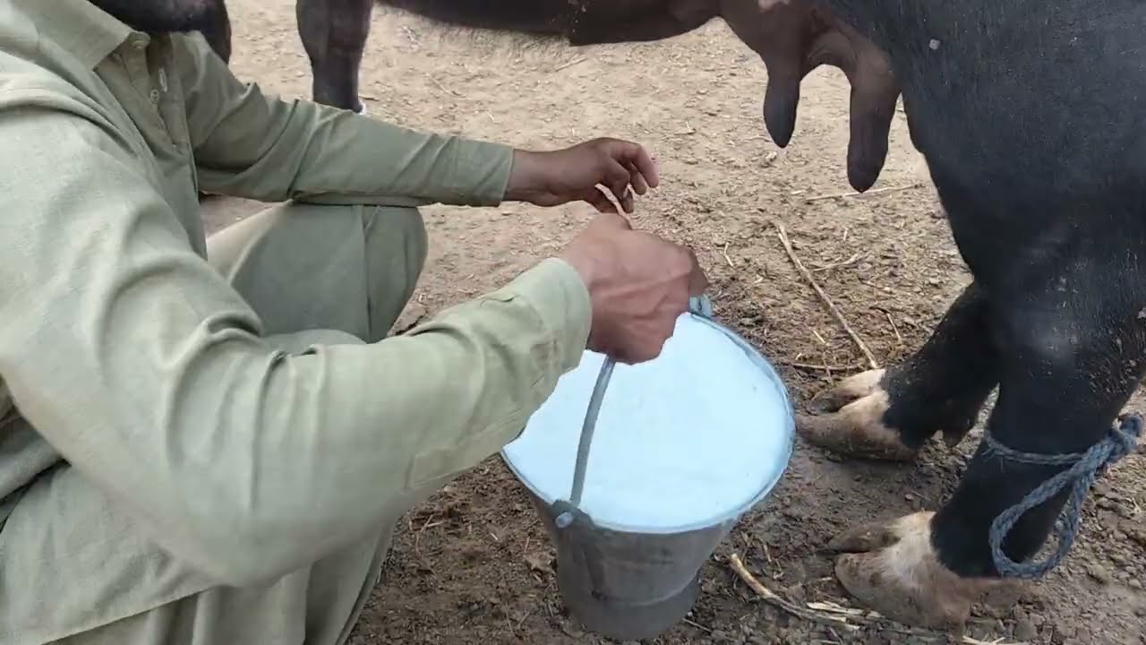 buffalo dairy farm