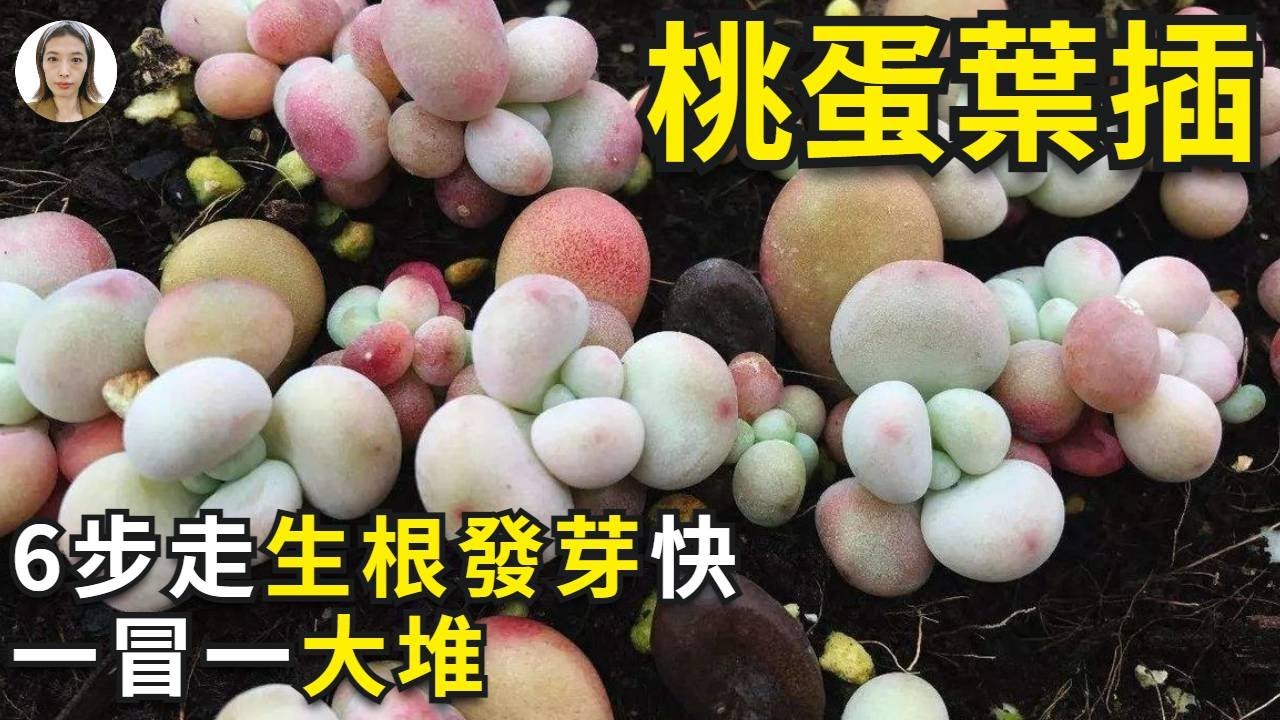 桃蛋（桃之卵）繁殖|桃蛋叶插这样做,生根快出芽多成活率高,老手都是这样玩|花花世界