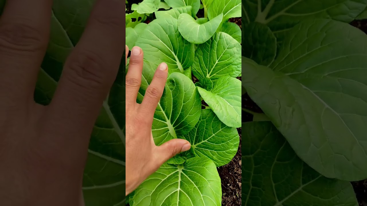 Cultivo de Pak Choi 🥬🌱🪴 Acelga China - Cultivo Orgánico 🥬