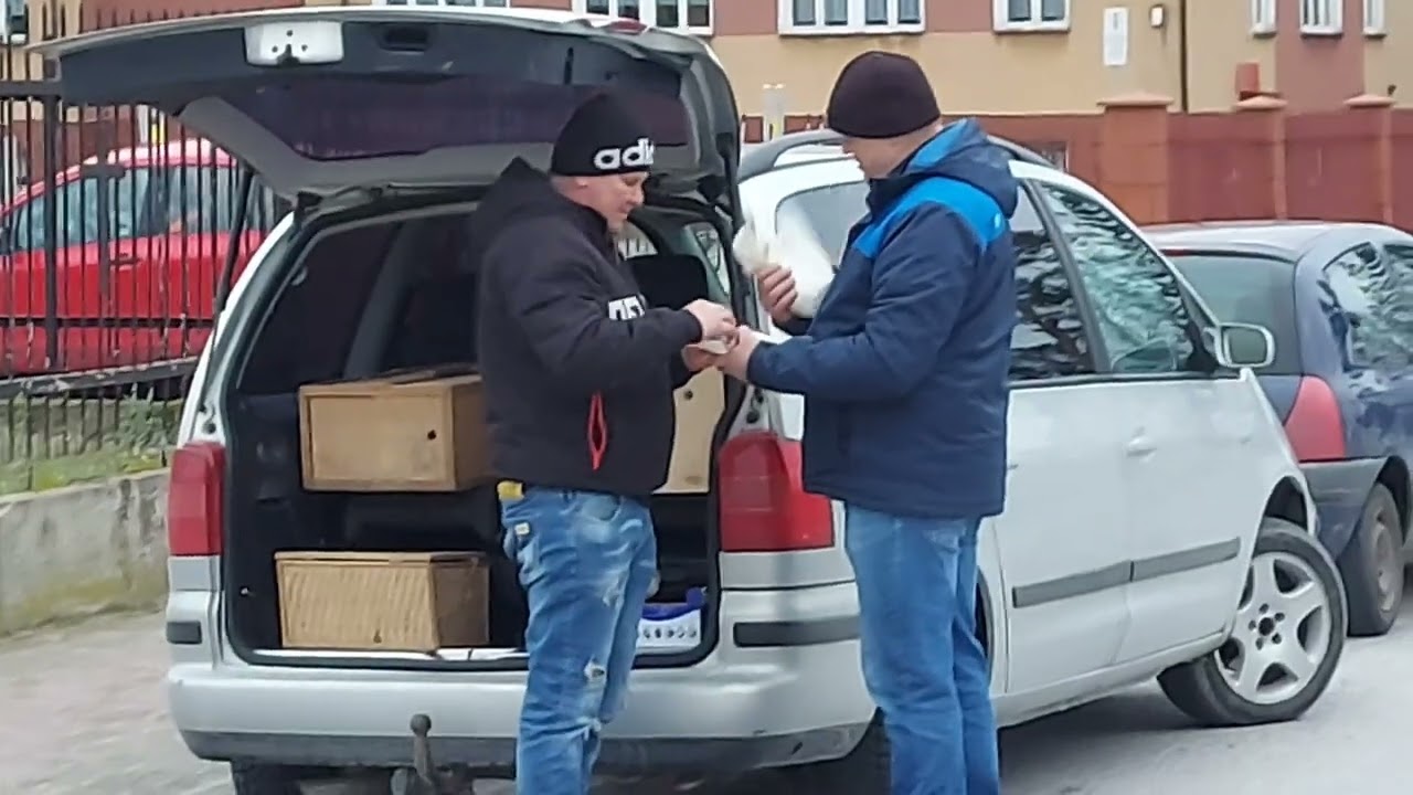 TARG RYNEK GOŁEBI NASIELSK LEPSZY NIŻ PŁOŃSK👌 I KIBICE JADĄ NA MECZ POLICJA ICH ESKORTUJE 💪💪22.02.23