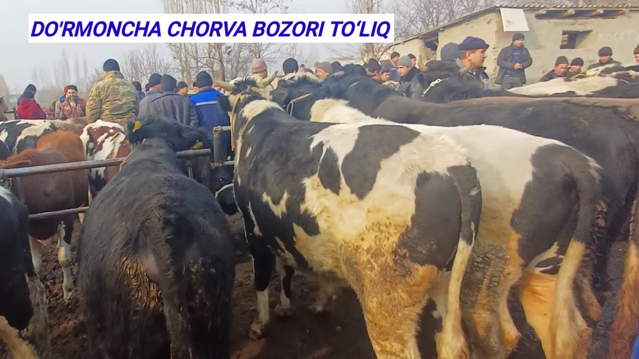 BOQMA BUQALAR KO‘CHAT NOVVOSLAR NARXLARI 10.02.2026 💯🔥🫵🫡👍
