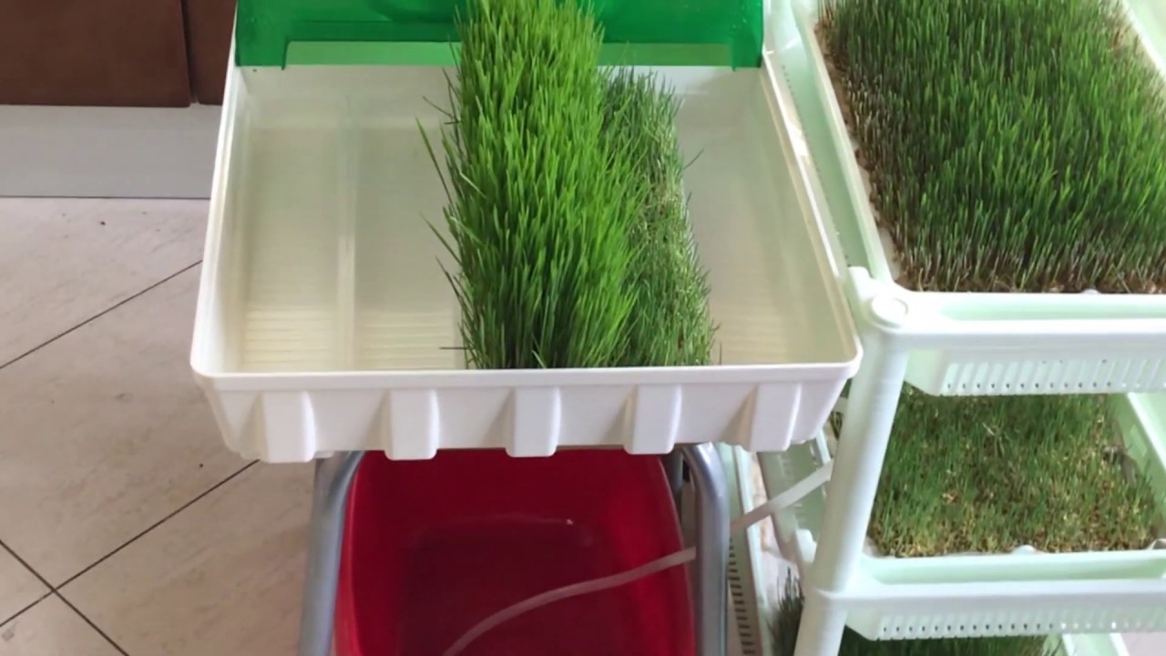 Сравнение проращивателей Tribest Wheatgrass Grower Set SM-350 и Микроферма EasyGreen EGL 55