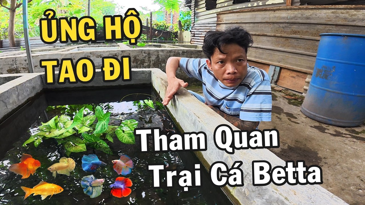 Tham quan trại cá Anh Nhí Betta có gì đặt biệt - Vlog cuộc sống hàng ngày