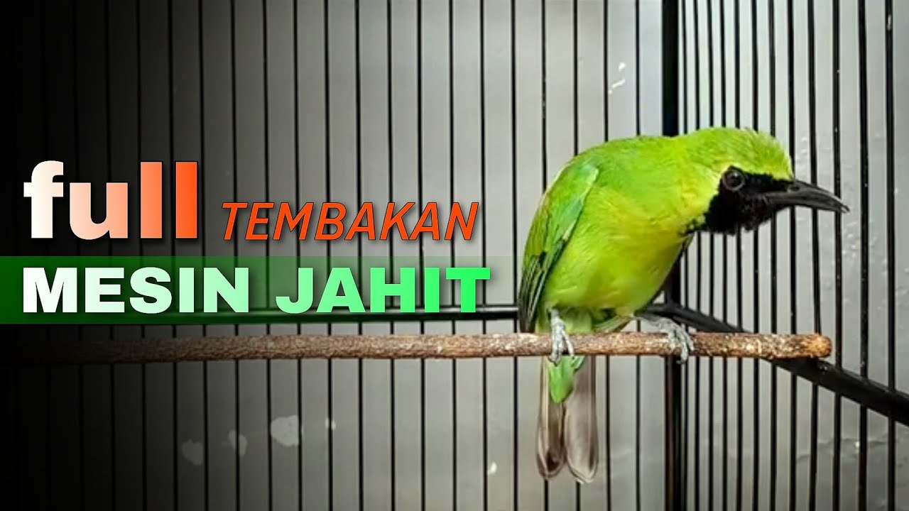 🔴FULL TEMBAKAN MESIN JAHIT‼️CUCAK IJO GACOR NGENTROK MENDONGKRAK BONGKAR ISIAN