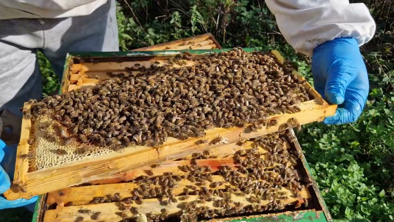 Am învins Varoua! Nu ratați acest video! Rezultat peste așteptări în tratarea varozei.
