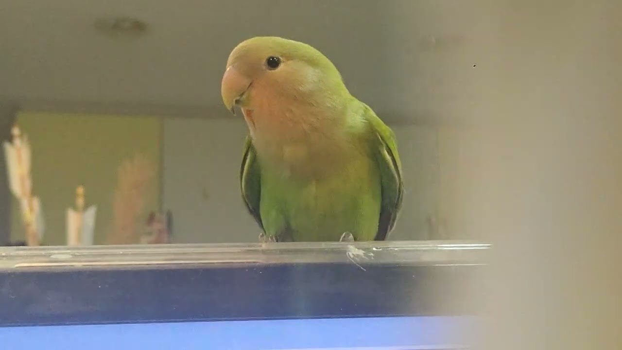 可愛さまったりハッピーちゃんとクッキーちゃん 🤎🧡🤎🧡🤎🧡