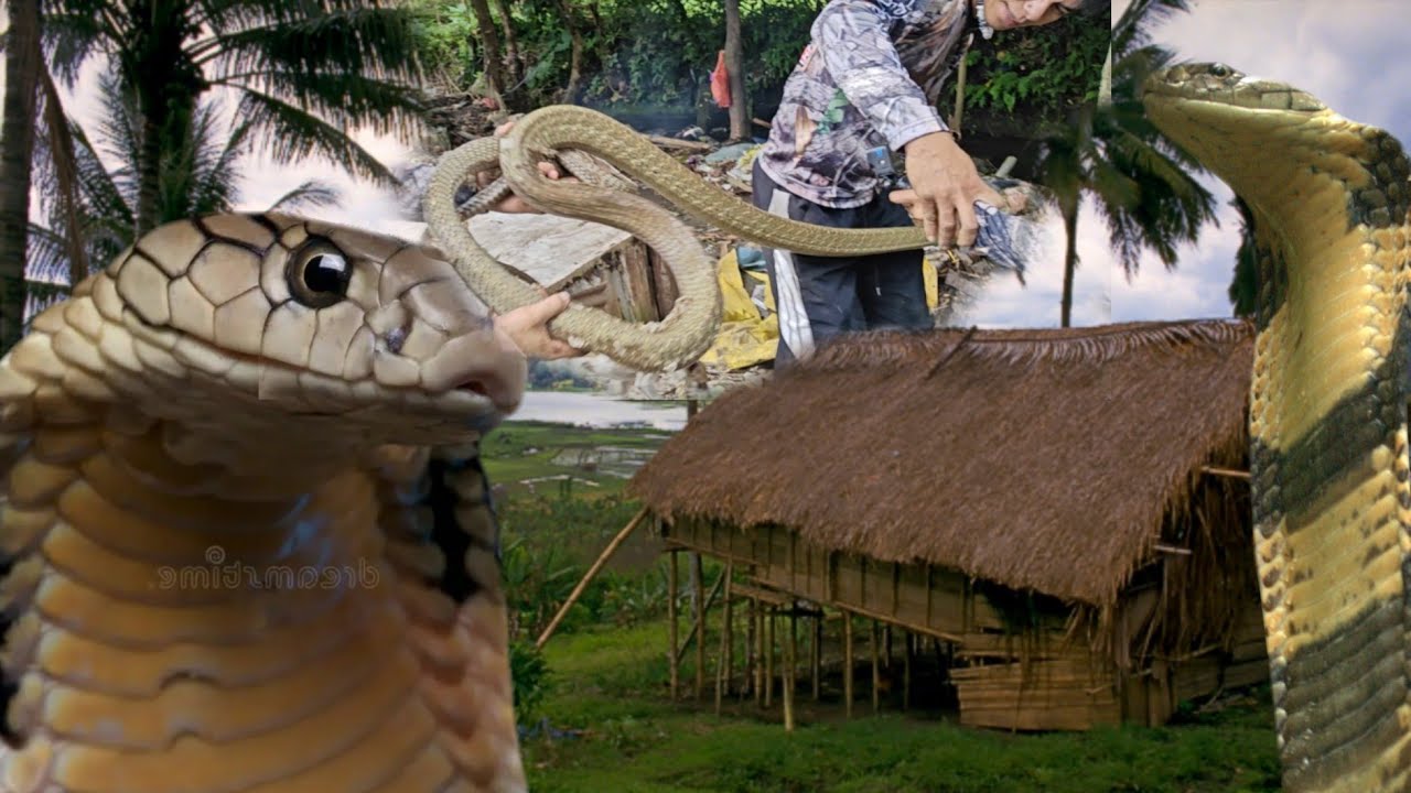  HALA LUMANG KUBO ANG HINDI NA MAPASOK NG MAY ARI DAHIL SA NAKATIRANG BANAKON