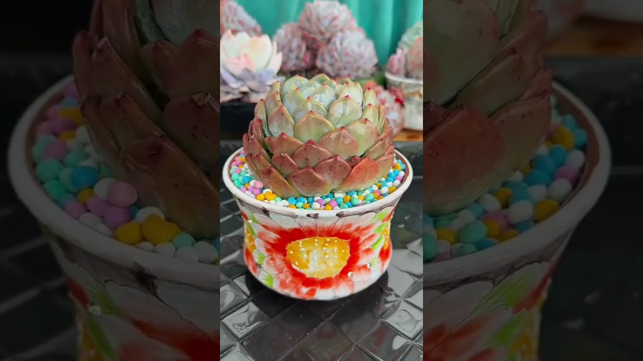 Succulent Watering Guide Indoors | Prevent Root Rot & Overwatering Problems