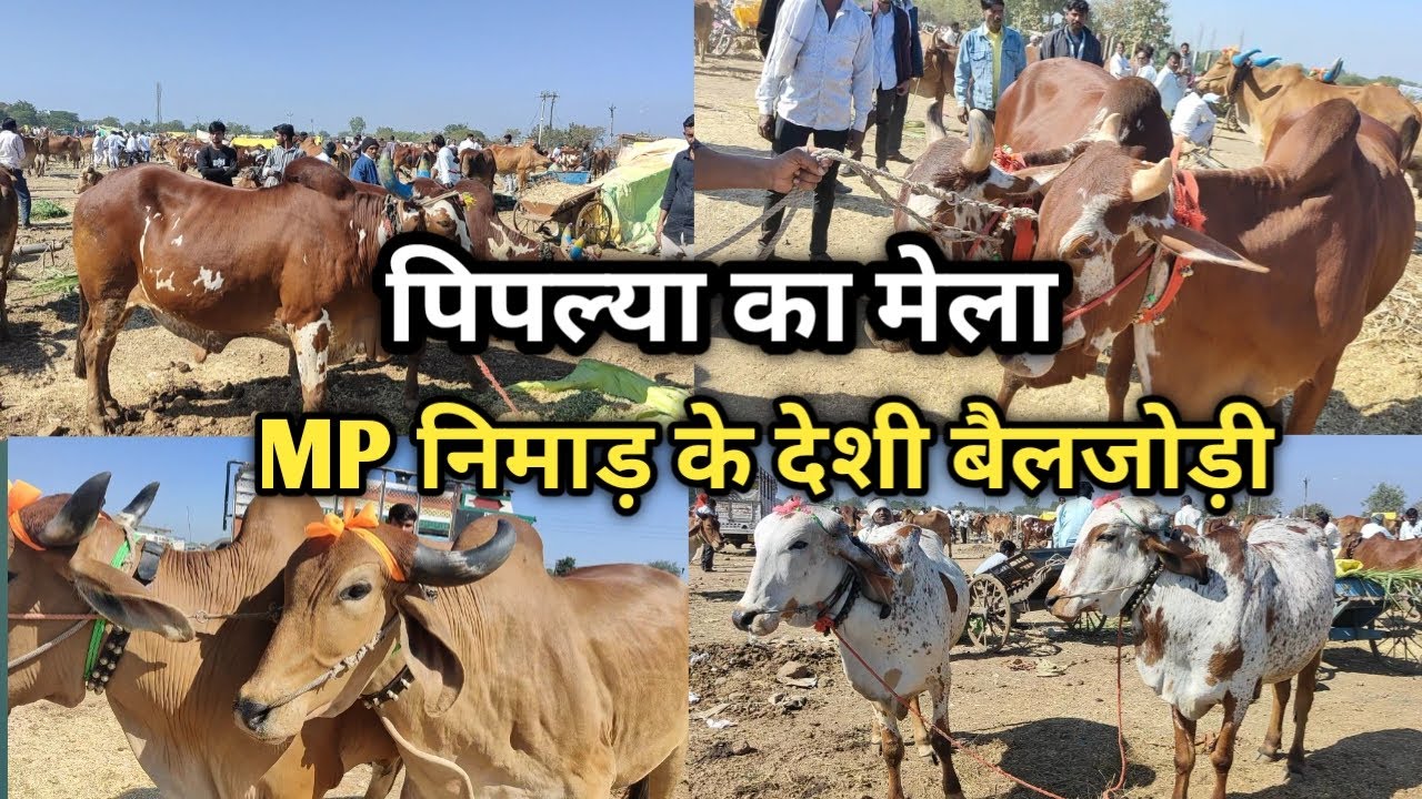 👌👌MP के #निमाड़ में लगने वाला सबसे पुरान #बैल_मेला जहां हजारों बैल आते है || #PIPLYA_MELA 👍👍