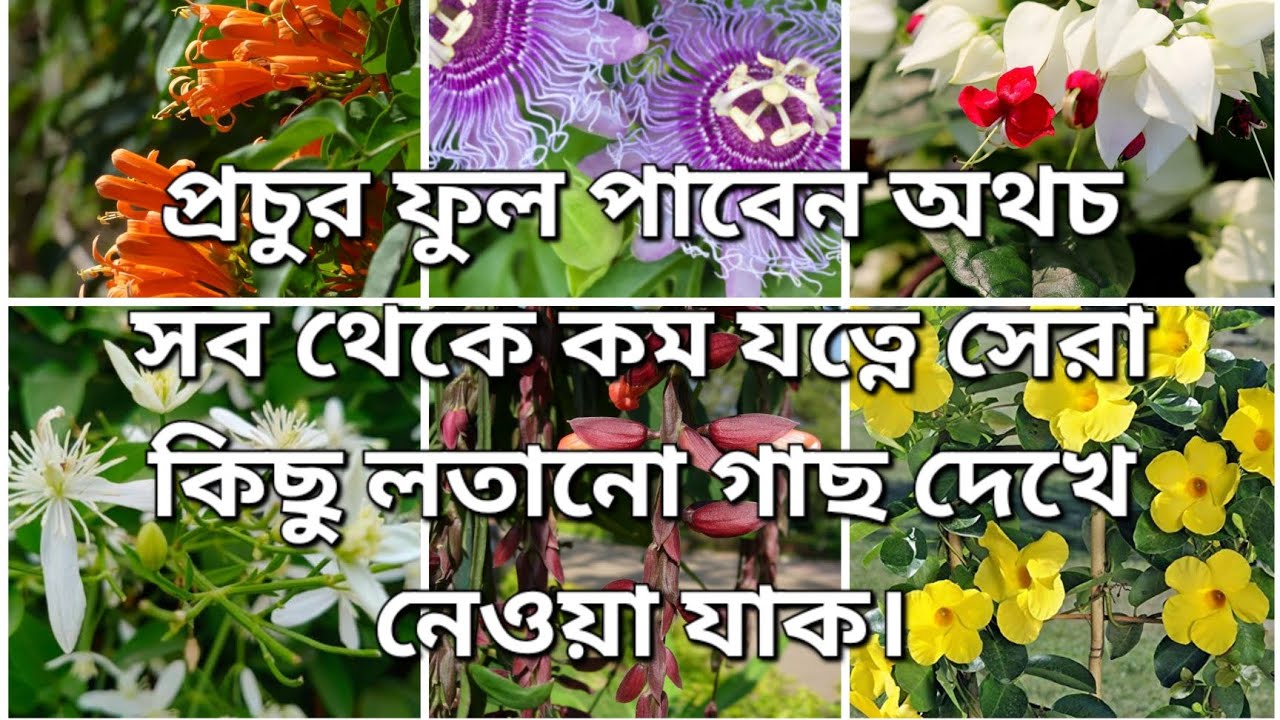 প্রচুর ফুল পাবেন অথচ সব থেকে কম যত্নে সেরা কিছু লতানো গাছ দেখে নেওয়া যাক।