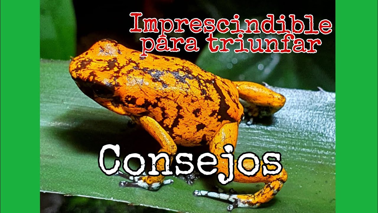 Oophagas, las dendrobates mas agradecias. Desenterrando huevos de Nephrurus.