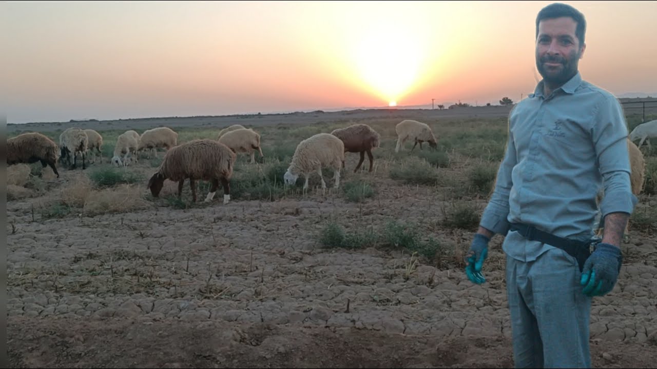 صباح خريفي في المزرعة | إطعام الأغنام في الحظيرة ومشهد الغروب