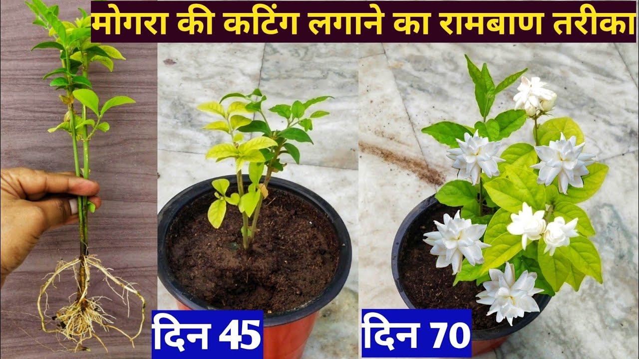 मोगरा की कटिंग लगेगी आसानी से.How to grow mogra plant.How to grow mogra cuttings at home.