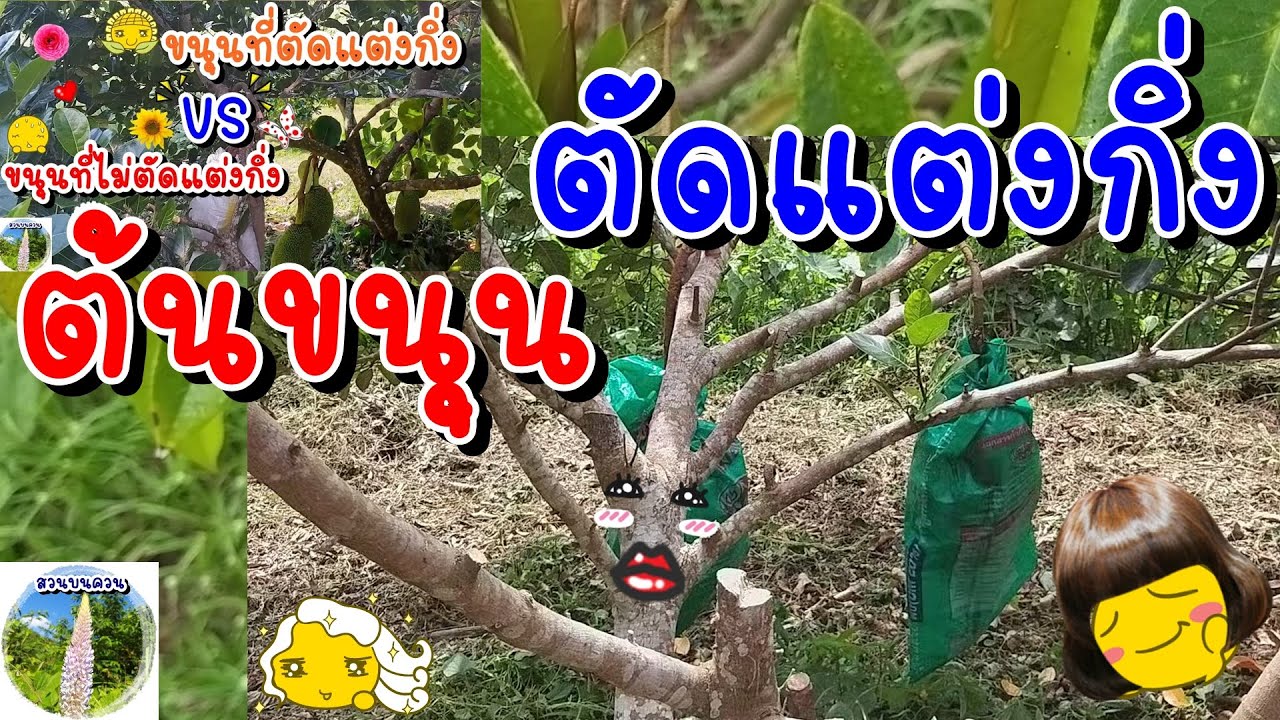 ตัดแต่งกิ่งขนุน how to pruning jackfruit ตัดแต่งอย่างไรถึงจะออกลูกดกลูกเยอะ ต้นแข็งแรง ไม่มีโรค