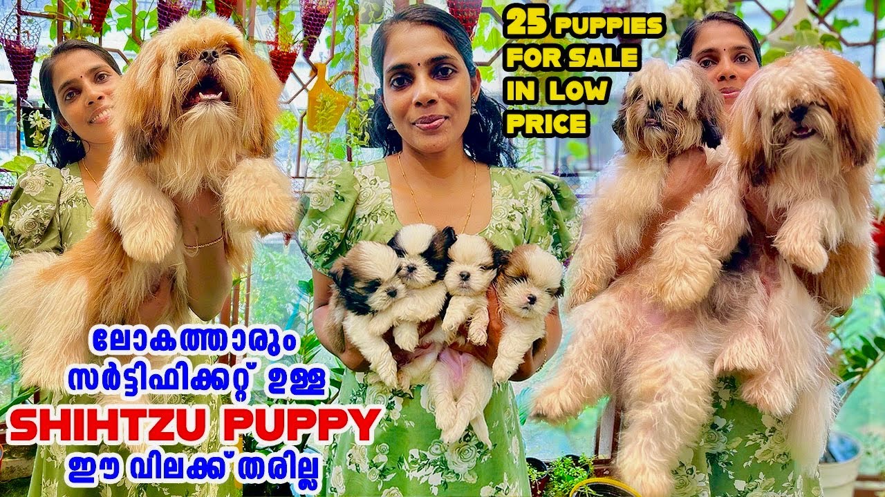 കേരളത്തിൽ ഈ വിലക്ക് വേറെ ആരും Shih tzu Puppy തരില്ല|Kerala|Puppies|malayalam