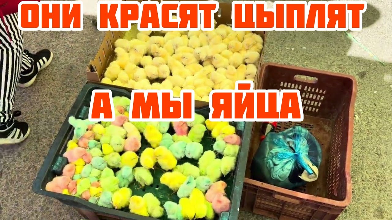 И подумать не могла куда меня занесет🇹🇷Жизнь в иммиграции на Африканском континенте🇹🇷Тунис