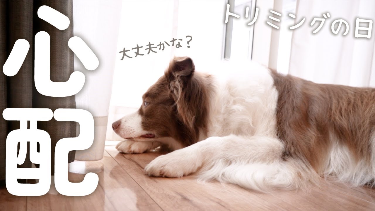 はじめて子犬と離れてた先住犬が心配そうに帰りを待っていて健気すぎました・・・【トリミングの日】