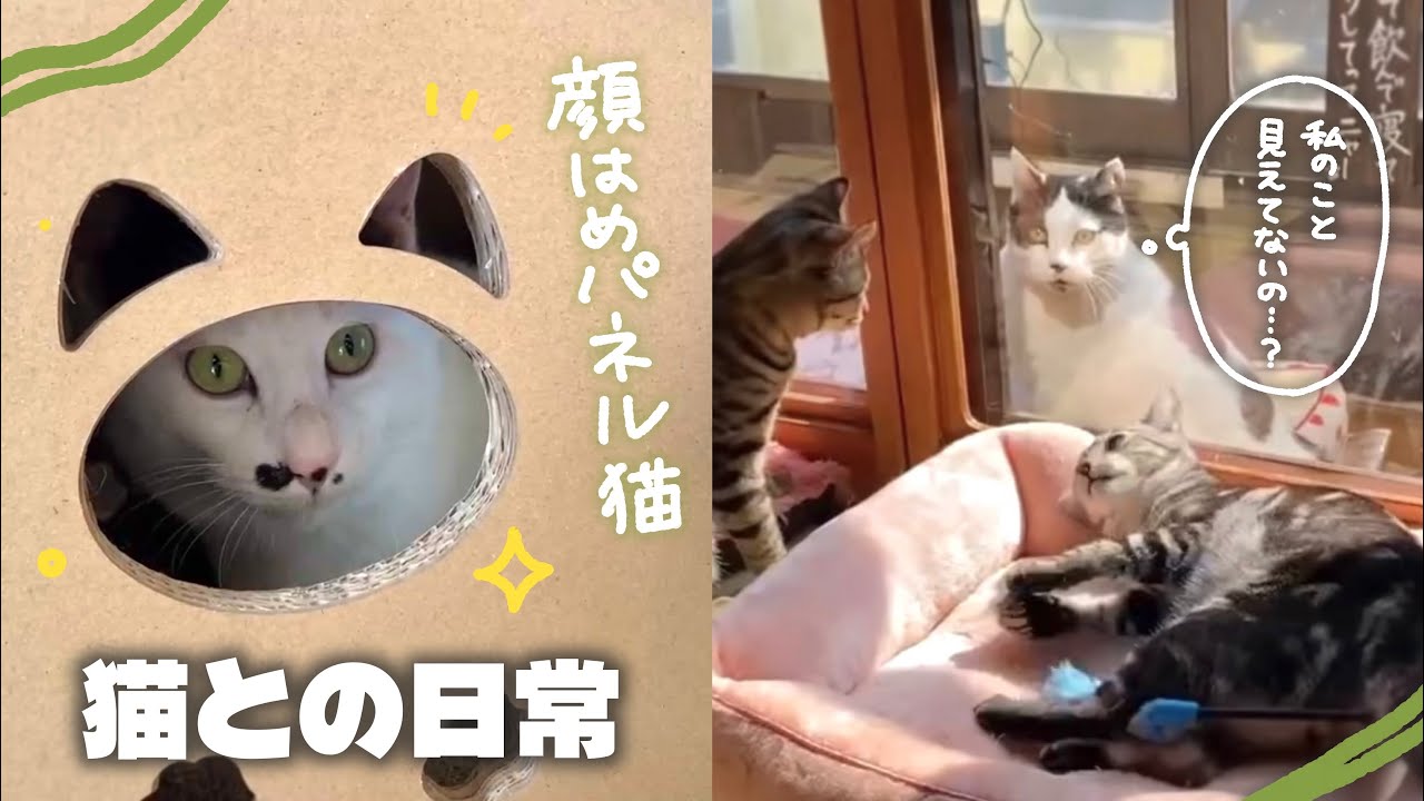 お客さんが来ているのにガン無視を決め込む看板猫😂 | 史上初⁉️顔はめパネルをして遊ぶ保護猫ちゃんが面白すぎる【保護猫活動】