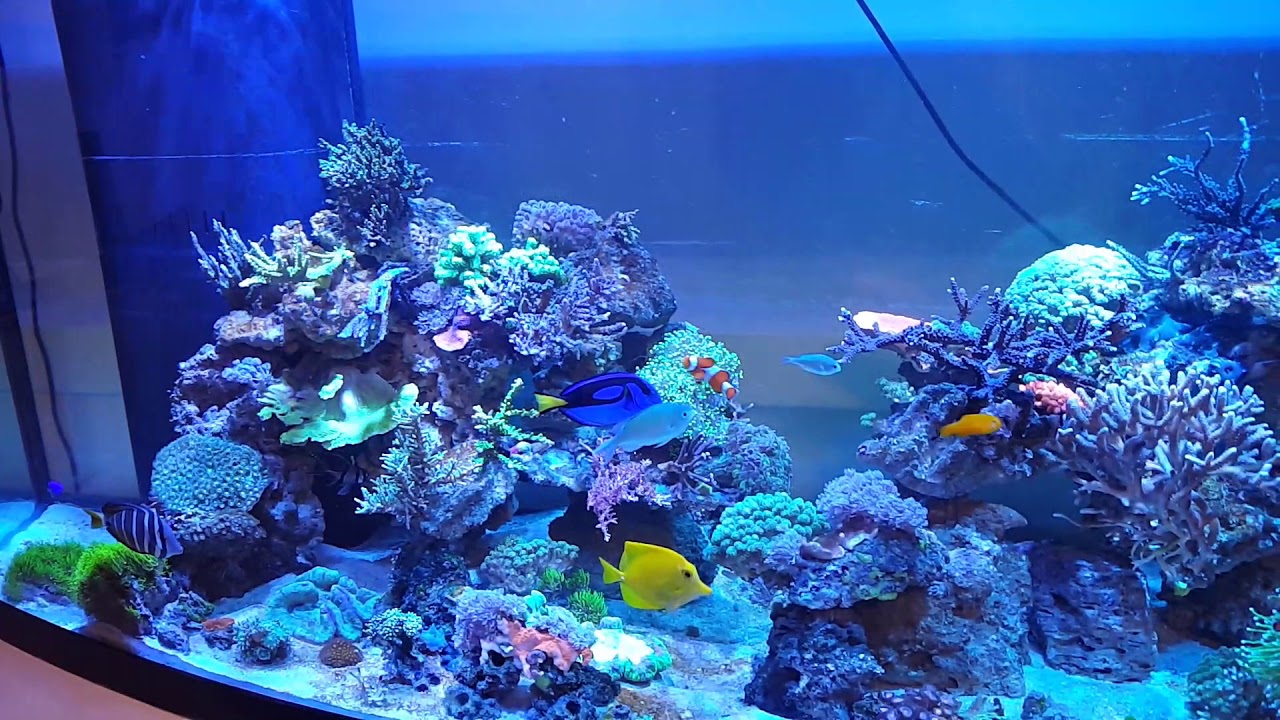 Epic 175 gallon bowfront! Reef tank