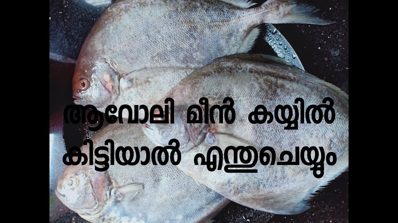ആവോലി വൃത്തിയാക്കലും വറുത്തരച്ച കറിയും || how to cut and clean avoli/pomfret detail video