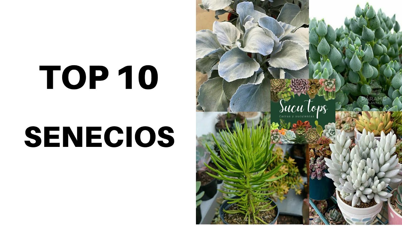 TOP 10 SENECIOS