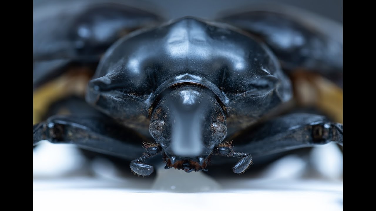 Gundrys Guides #3 - Exotic Beetles!