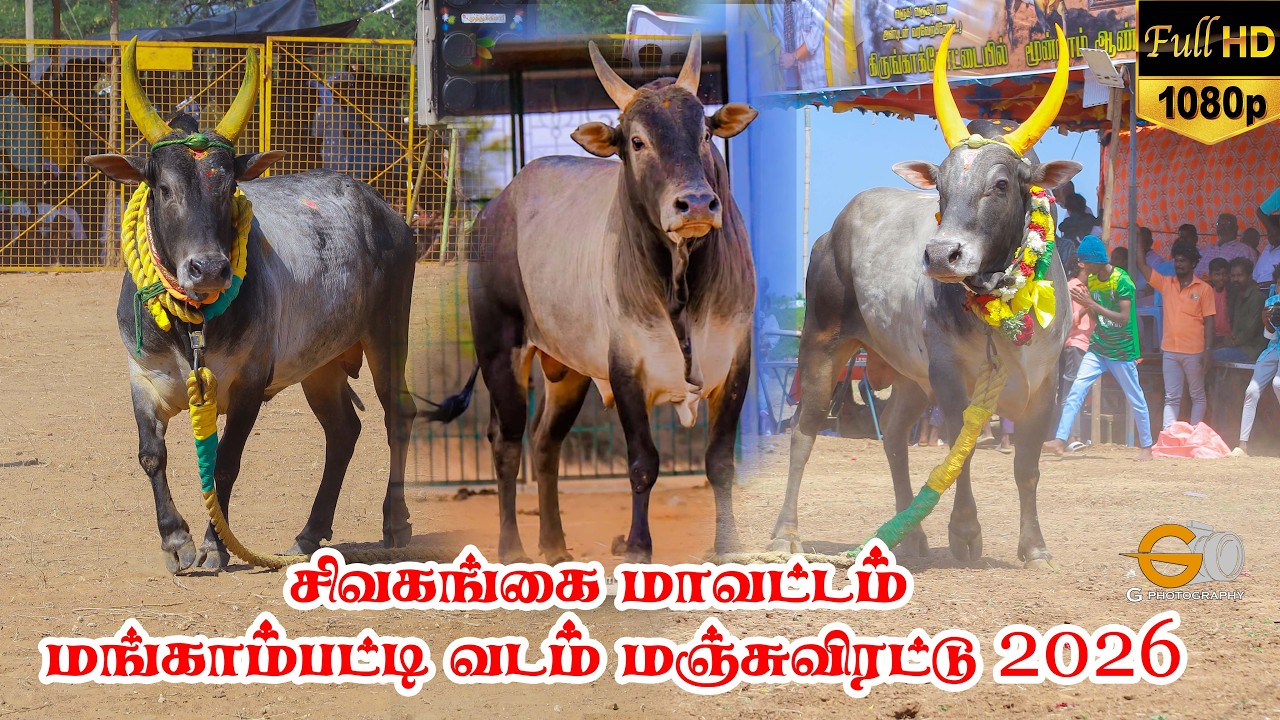 Live சிவகங்கை மாவட்டம் மங்காம்பட்டி  வடம் மஞ்சுவிரட்டு / mangampatti vadam manjuvirattu 2026