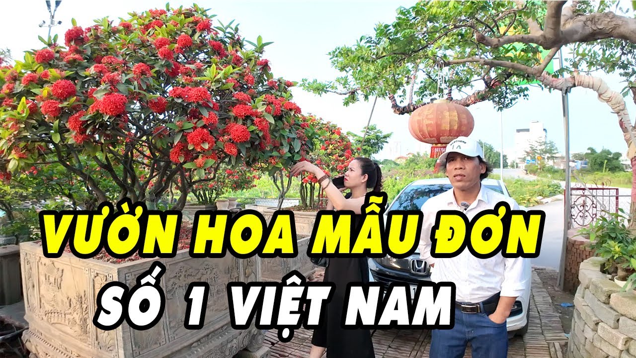 Quá Sửng Sốt Với Vườn Hoa Mẫu Đơn Số 1 Việt Nam