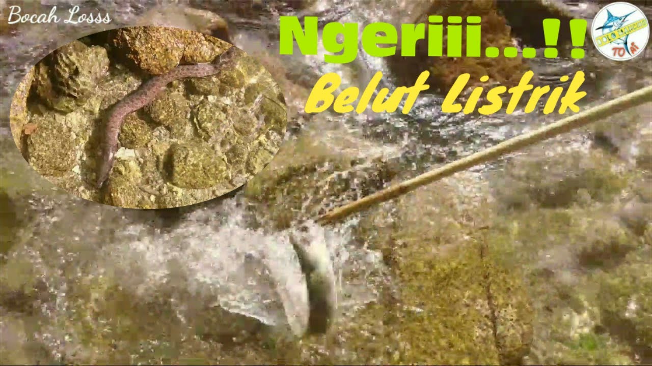Nekat!! Mancing Belut Listrik Laut || Ternyata...!!!